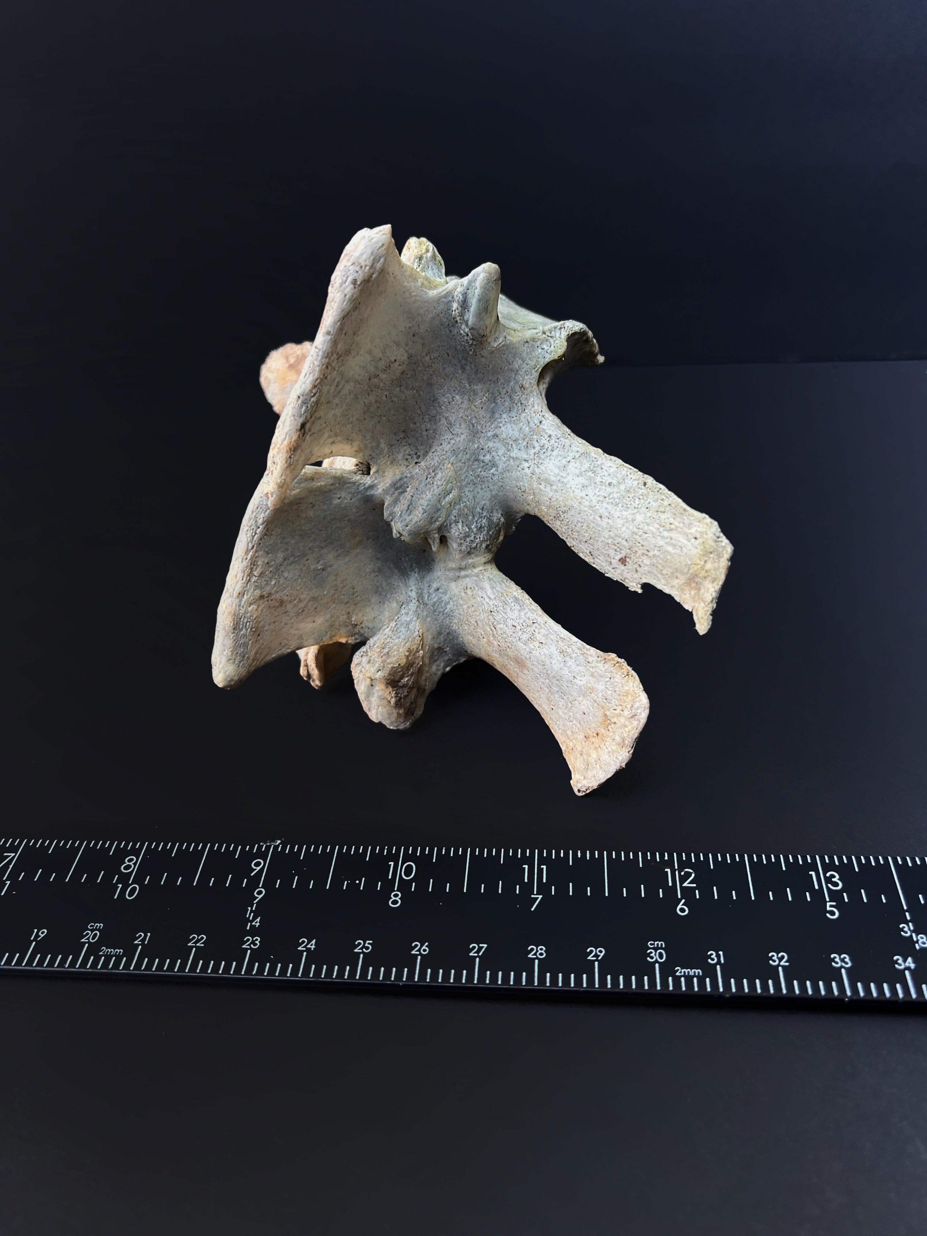 Fused Thoracic Vertebrae - Natural Bone Specimen