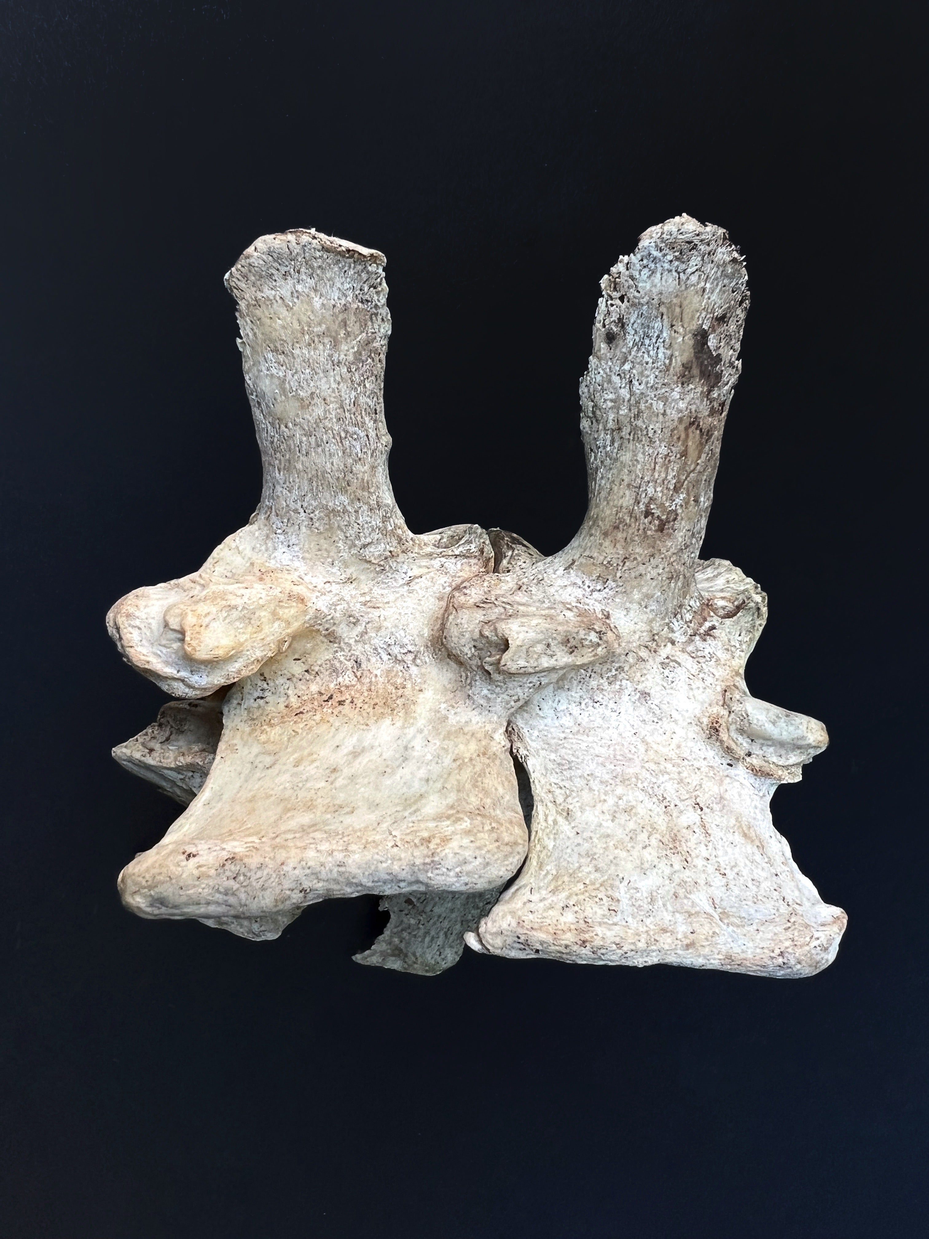 Fused Thoracic Vertebrae - Natural Bone Specimen