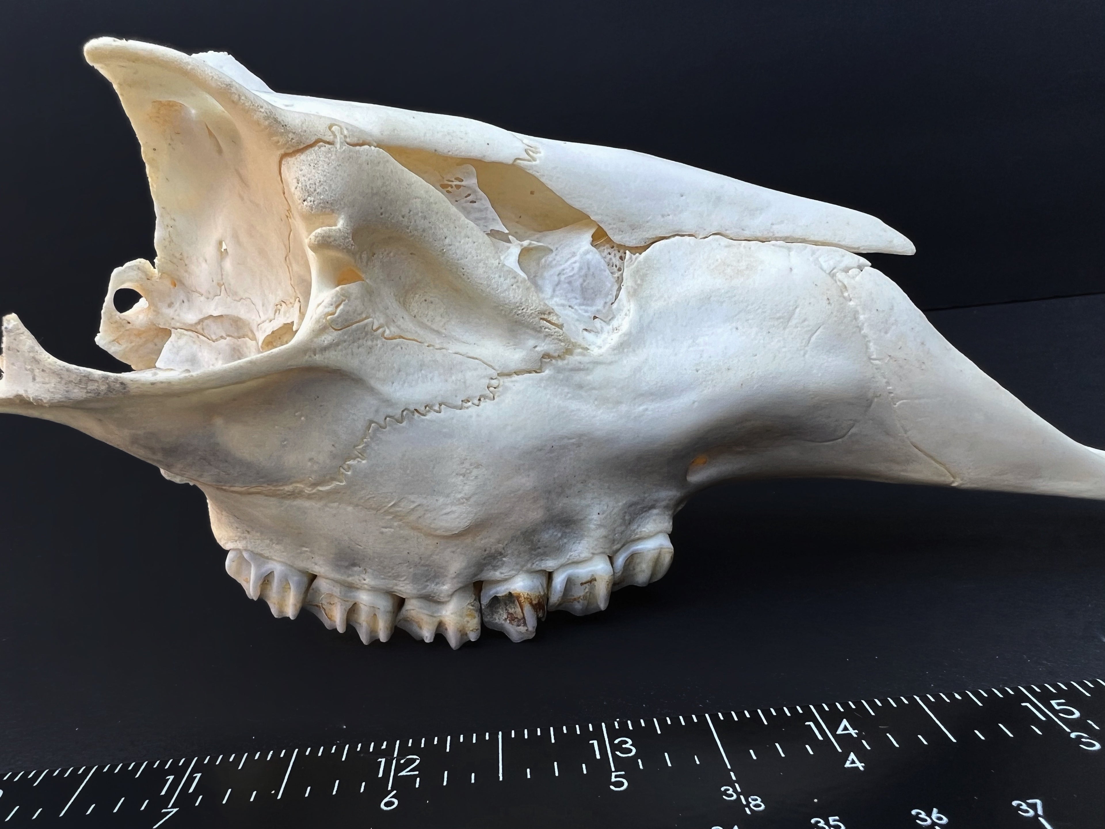Cut Deer Skull - Cleaned Bone Specimen