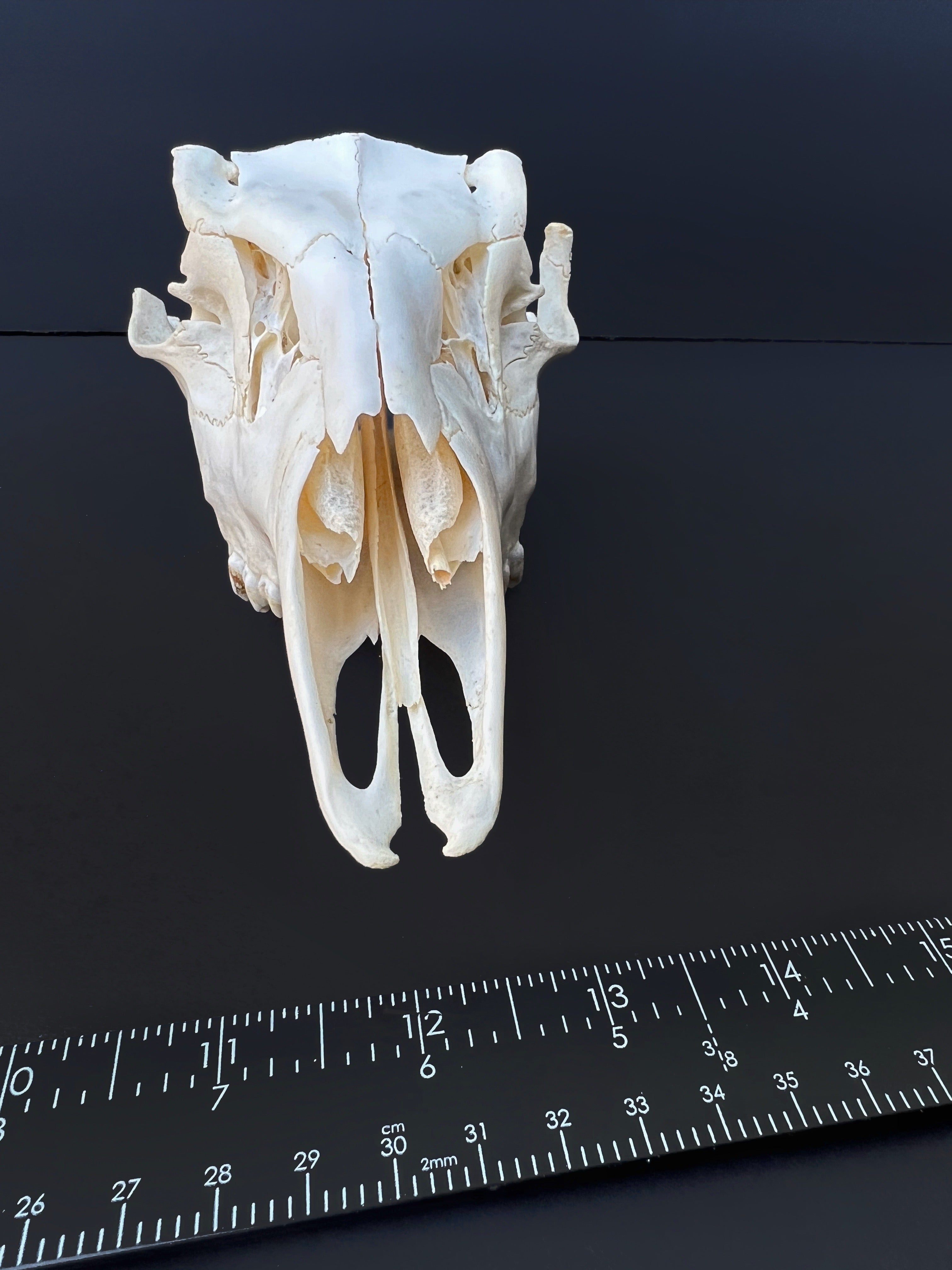 Cut Deer Skull - Cleaned Bone Specimen