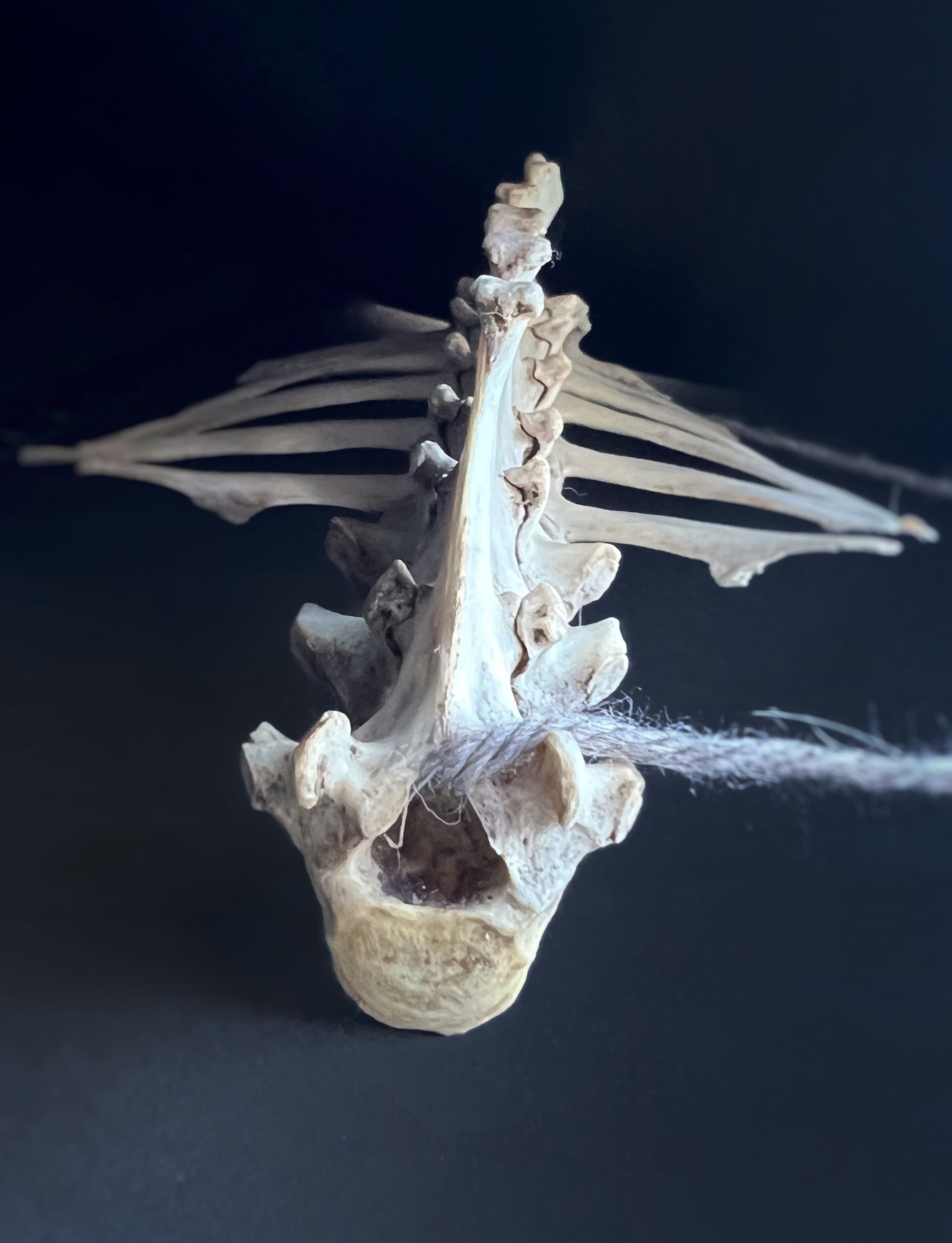 Thoracic Vertebrae & Rib Section – Natural Bone Specimen