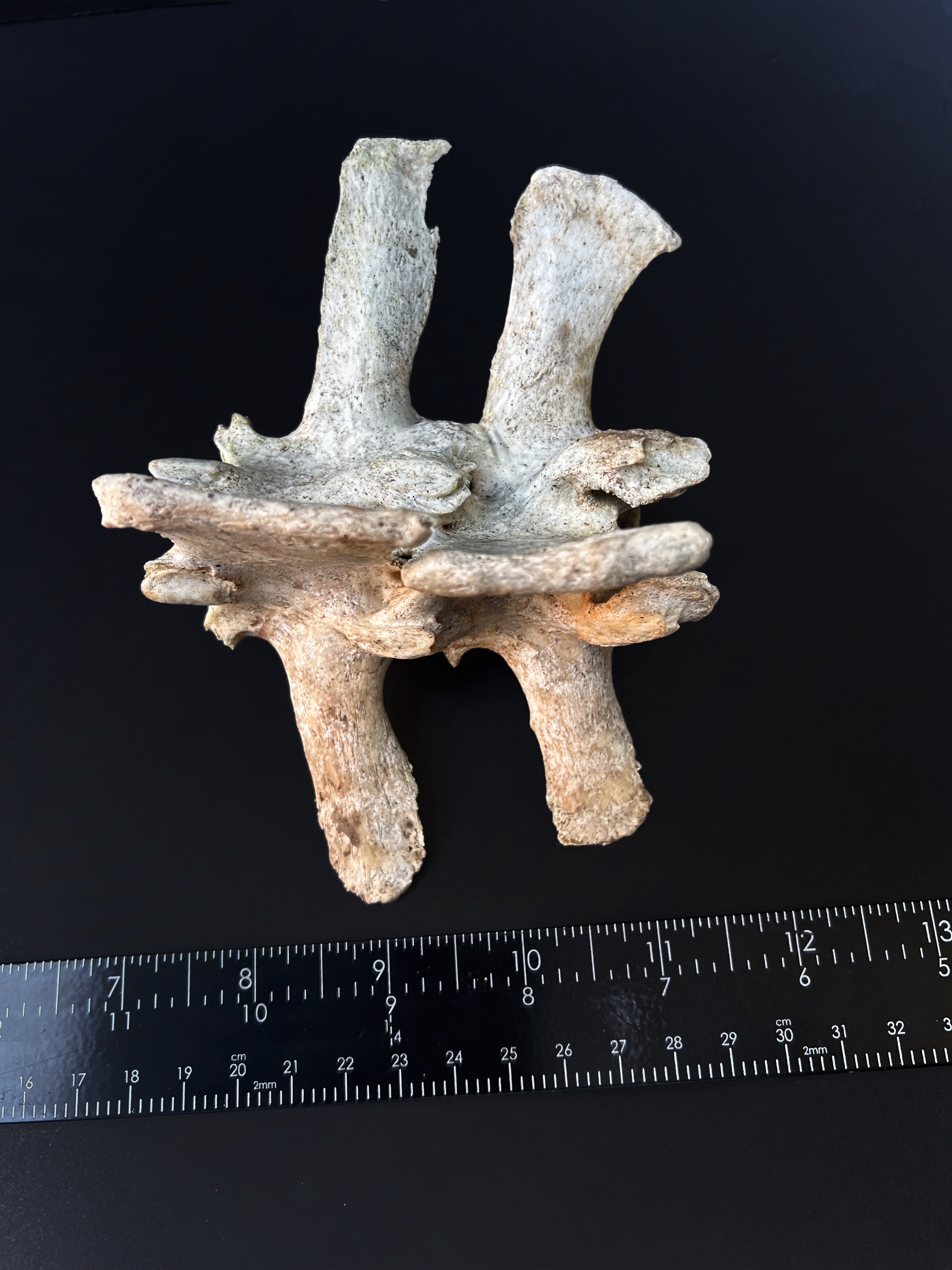 Fused Thoracic Vertebrae - Natural Bone Specimen