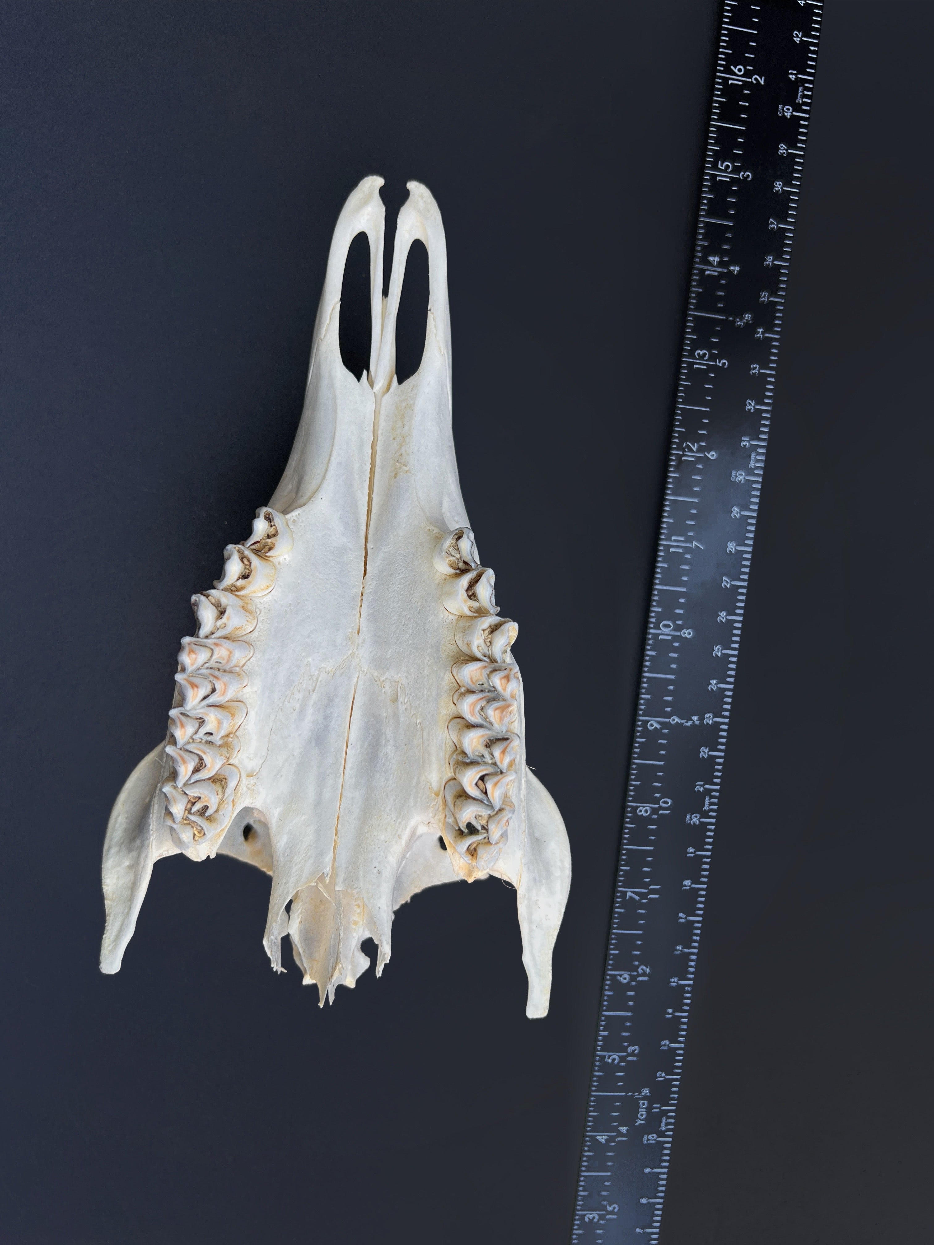 Cut Deer Skull - Cleaned Bone Specimen
