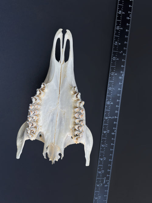 Cut Deer Skull - Cleaned Bone Specimen