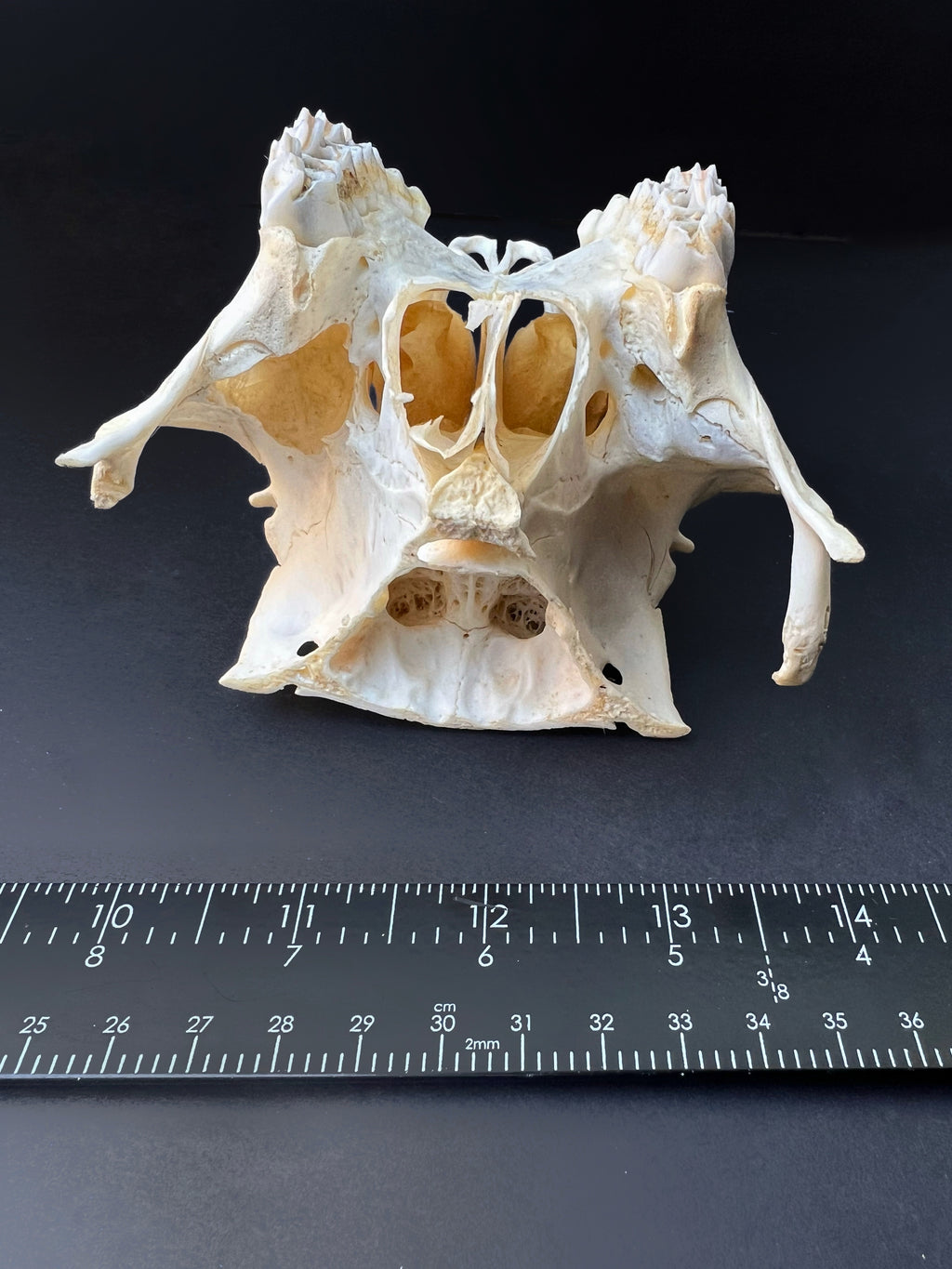 Cut Deer Skull - Cleaned Bone Specimen