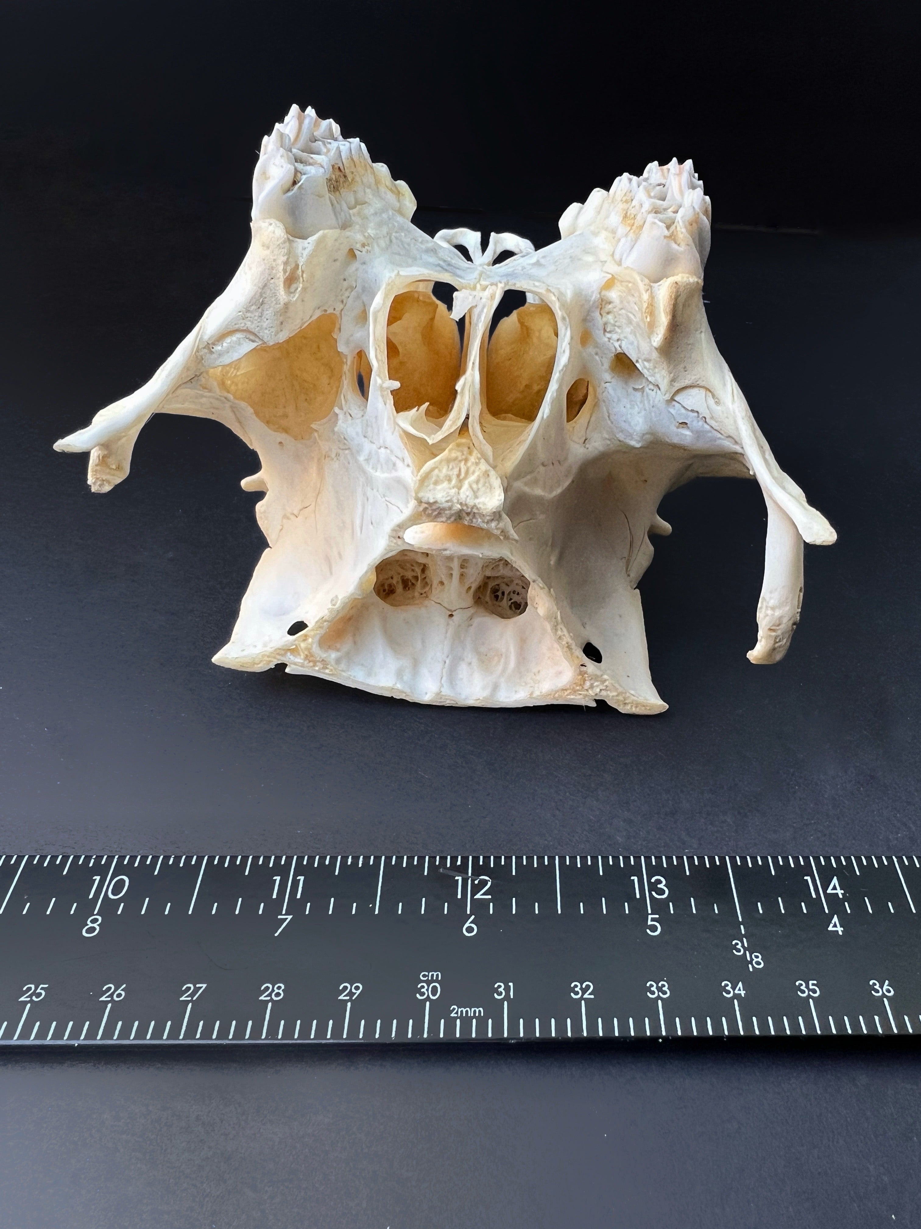 Cut Deer Skull - Cleaned Bone Specimen