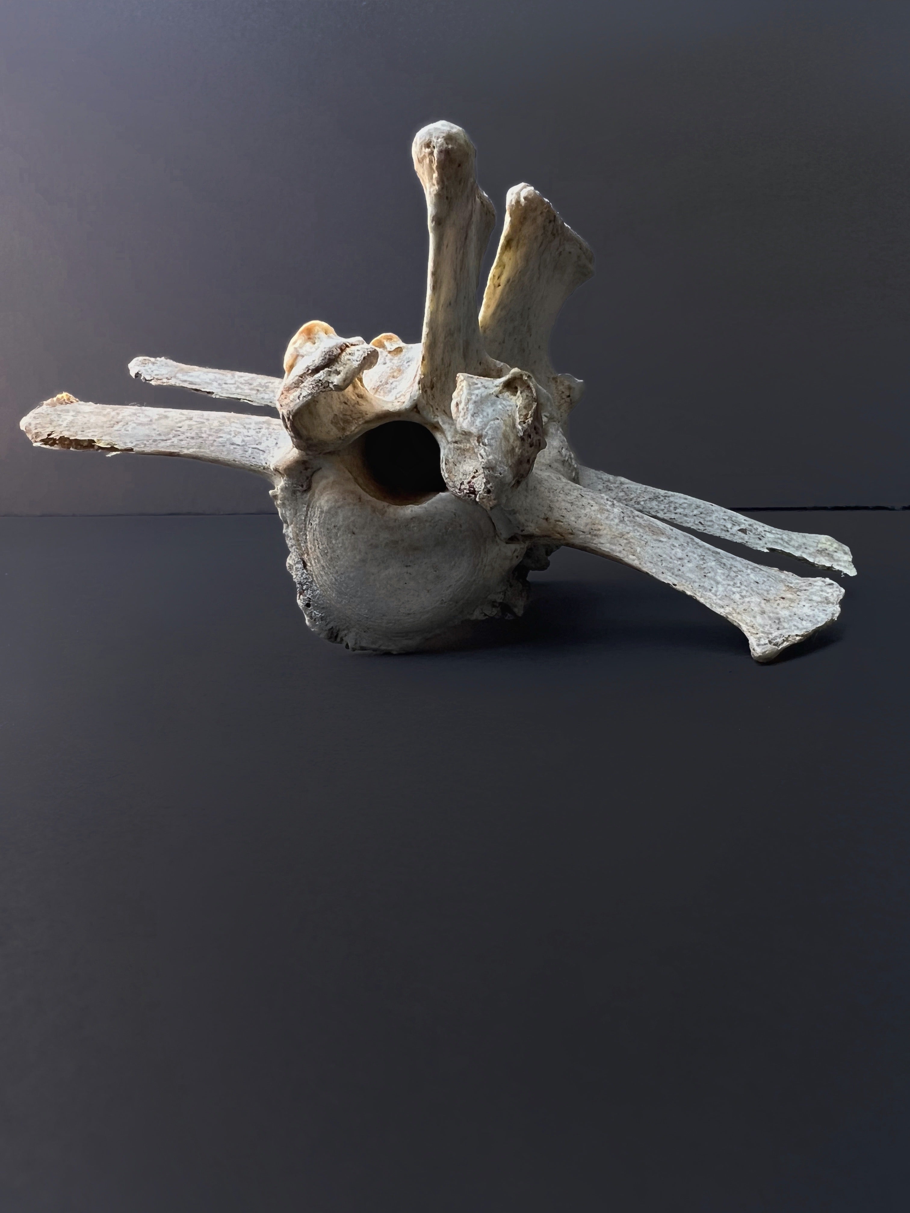 Fused Thoracic Vertebrae - Natural Bone Specimen