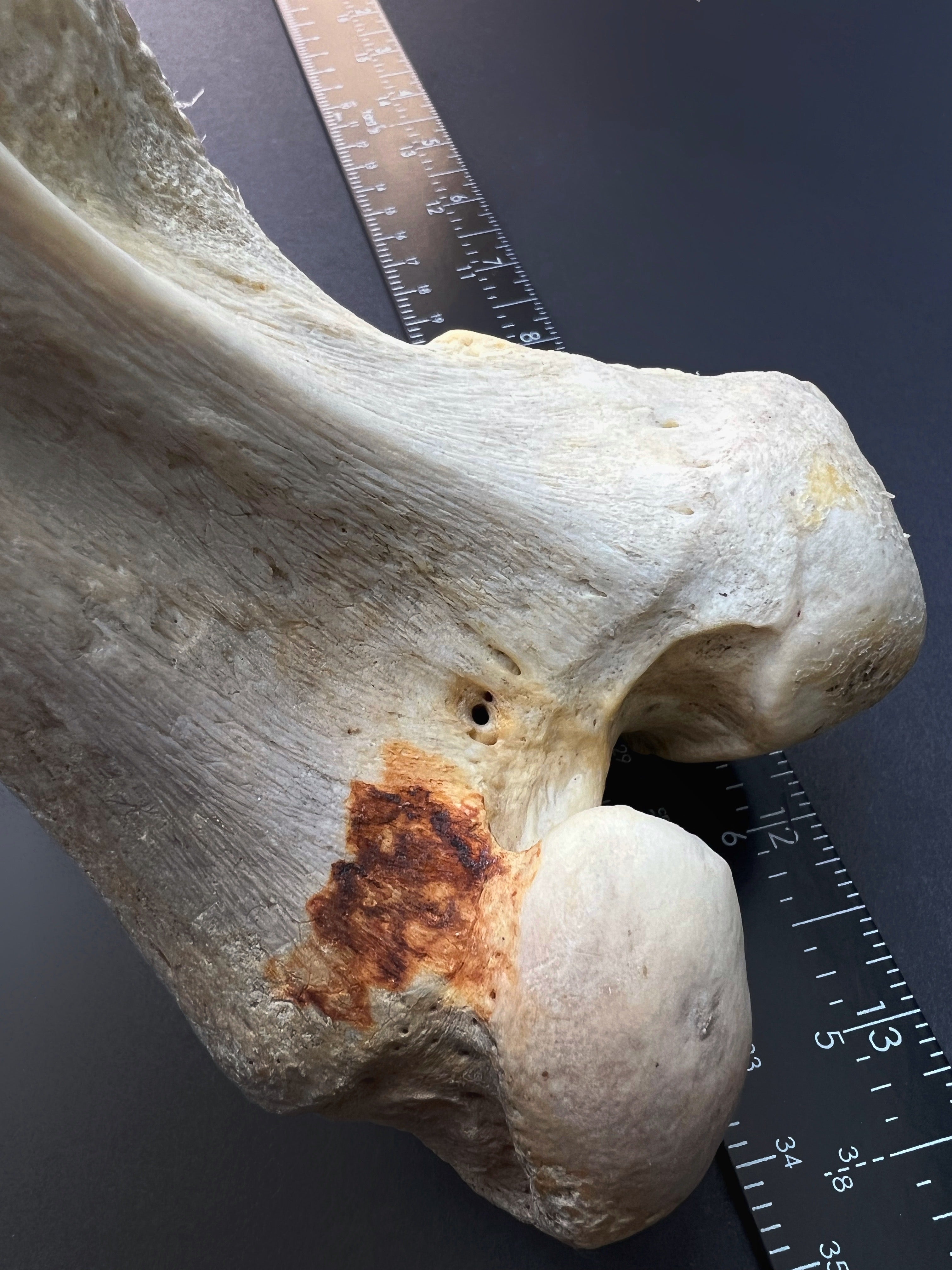 Distal Femur – Anatomical Joint Specimen