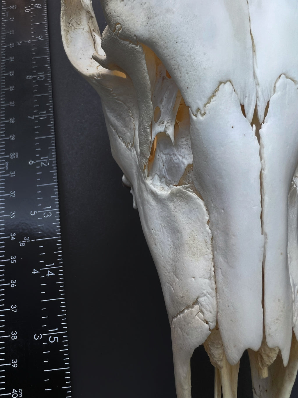 Cut Deer Skull - Cleaned Bone Specimen