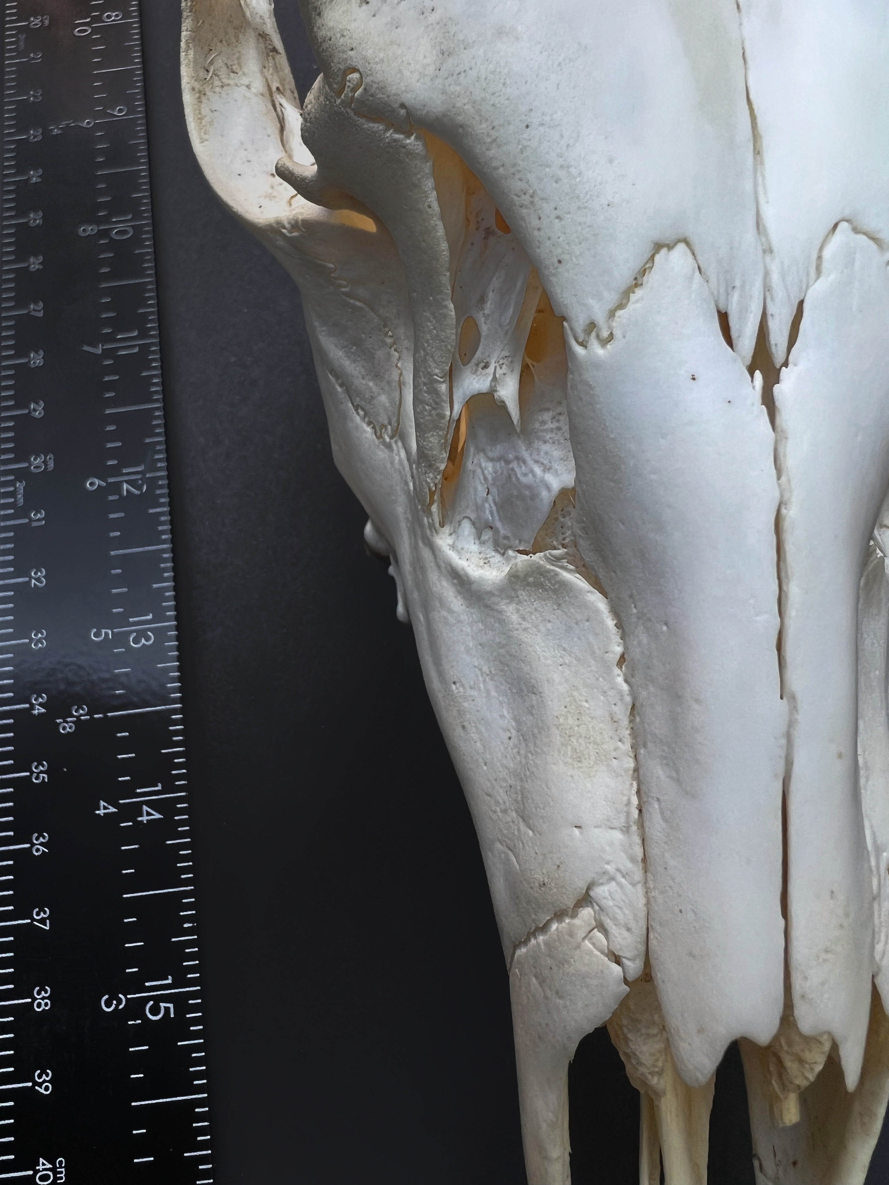 Cut Deer Skull - Cleaned Bone Specimen