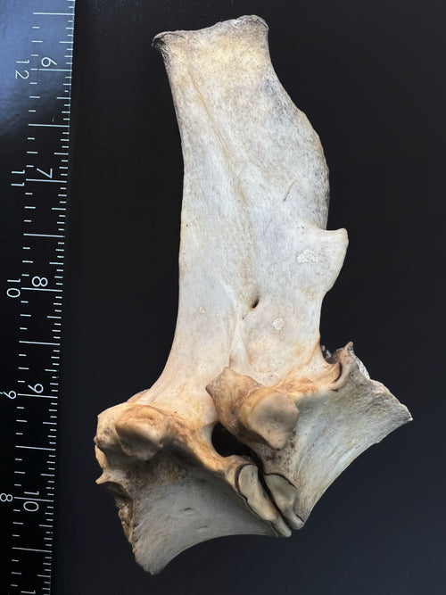 Fused Lumbar Vertebrae - Natural Bone Specimen