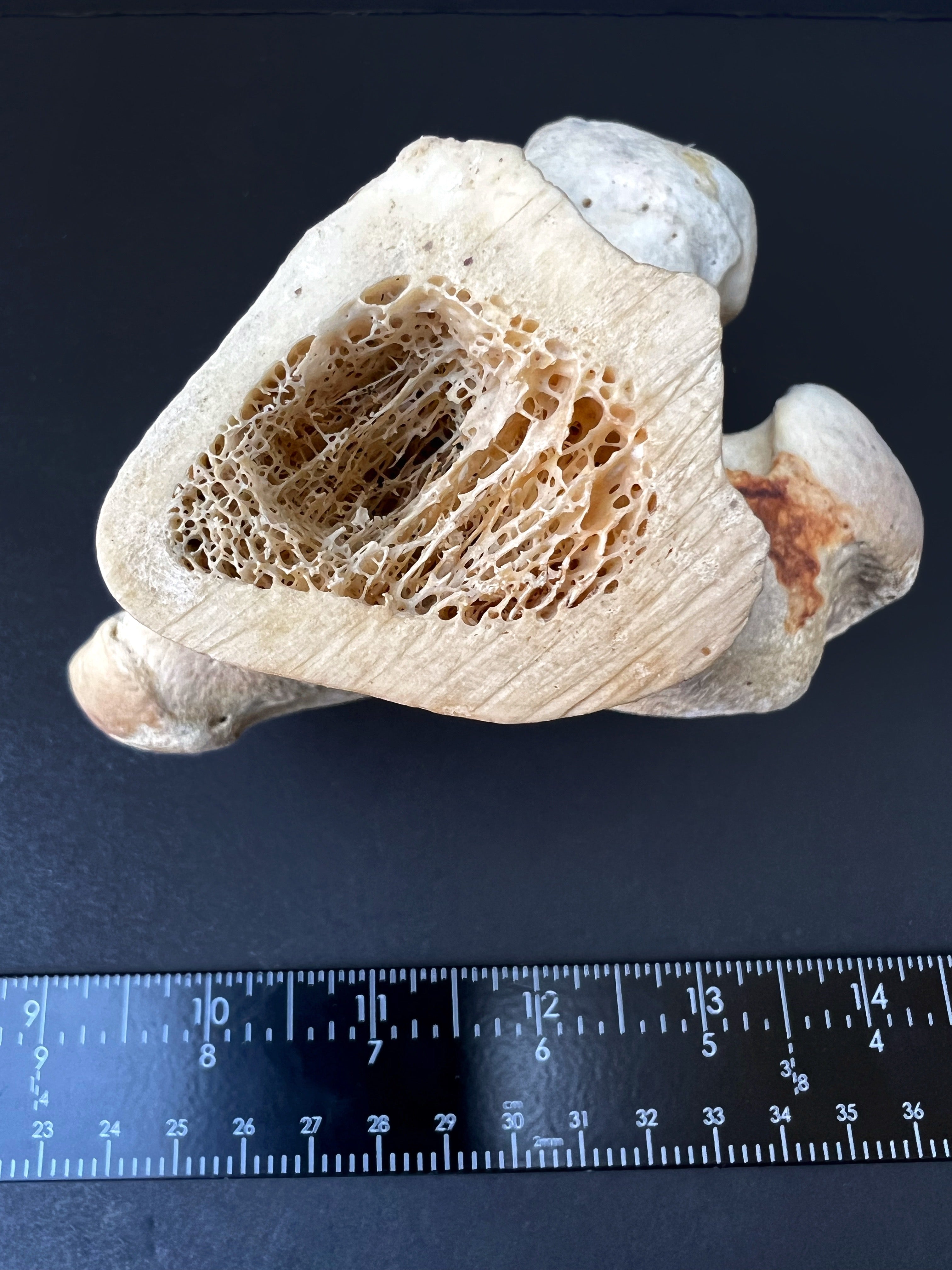 Distal Femur – Anatomical Joint Specimen