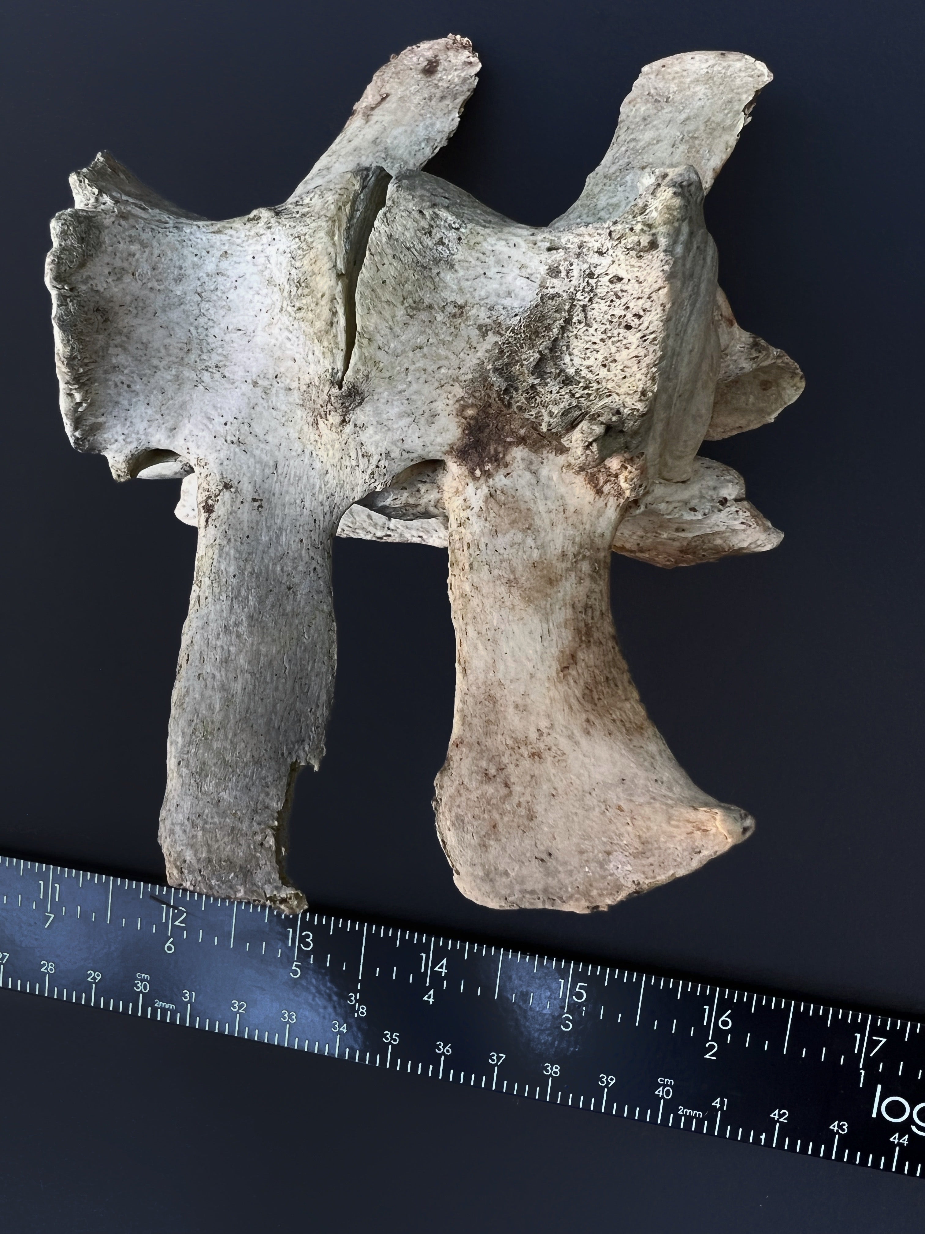 Fused Thoracic Vertebrae - Natural Bone Specimen