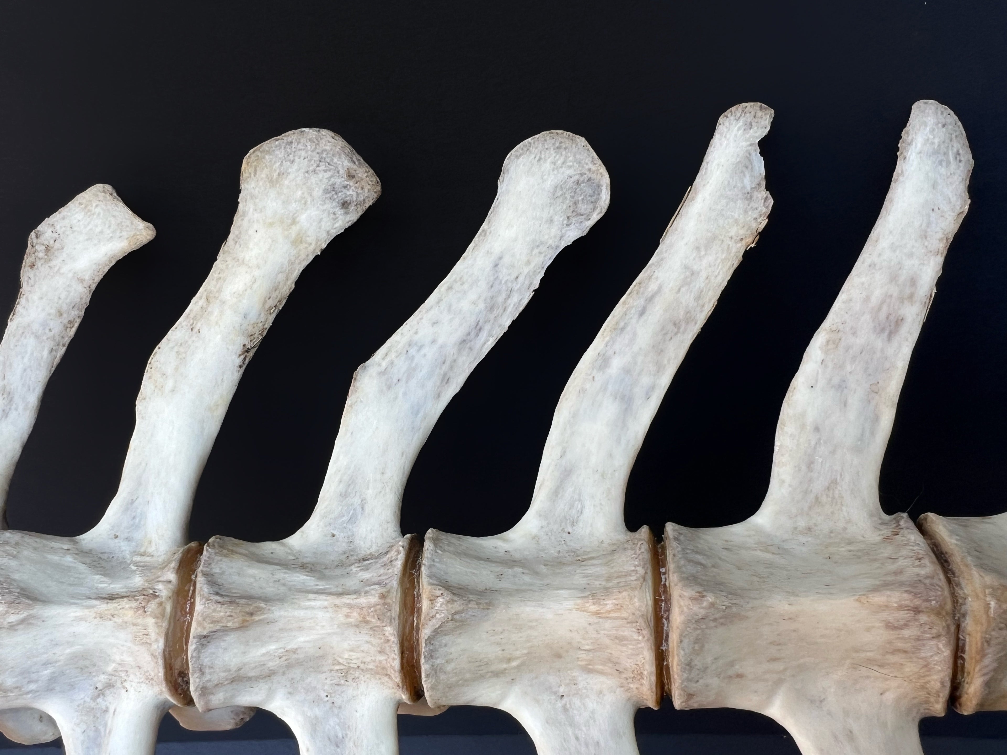 Thoracic Vertebrae & Rib Section – Natural Bone Specimen
