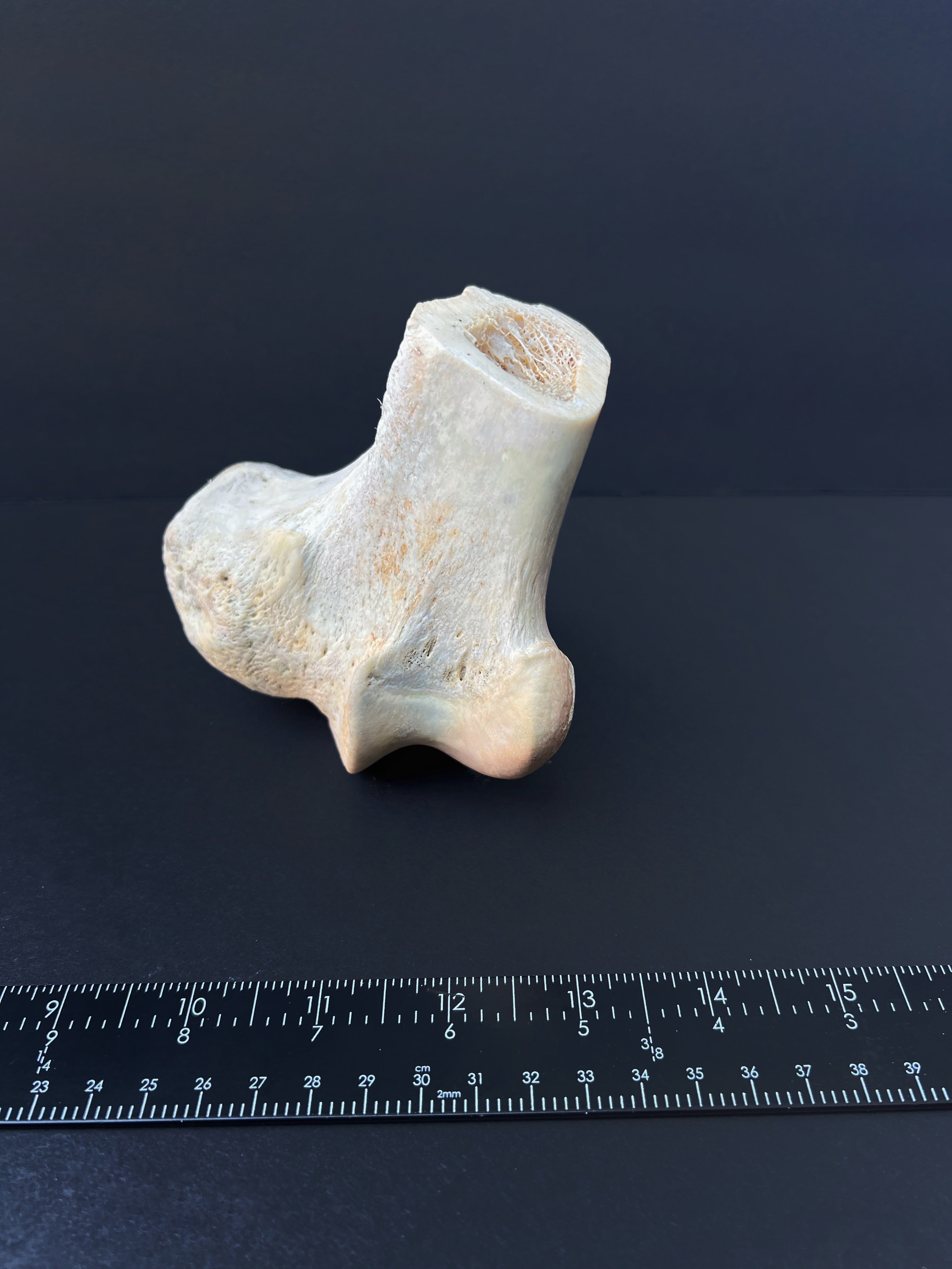 Distal Femur – Anatomical Joint Specimen
