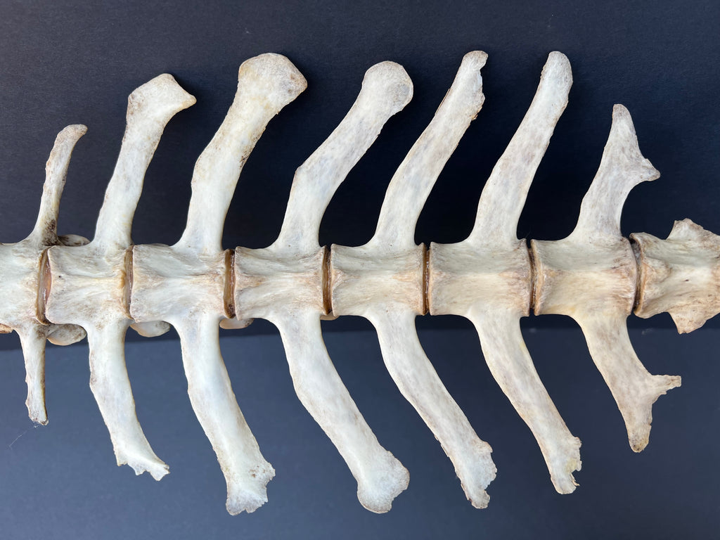 Thoracic Vertebrae & Rib Section – Natural Bone Specimen