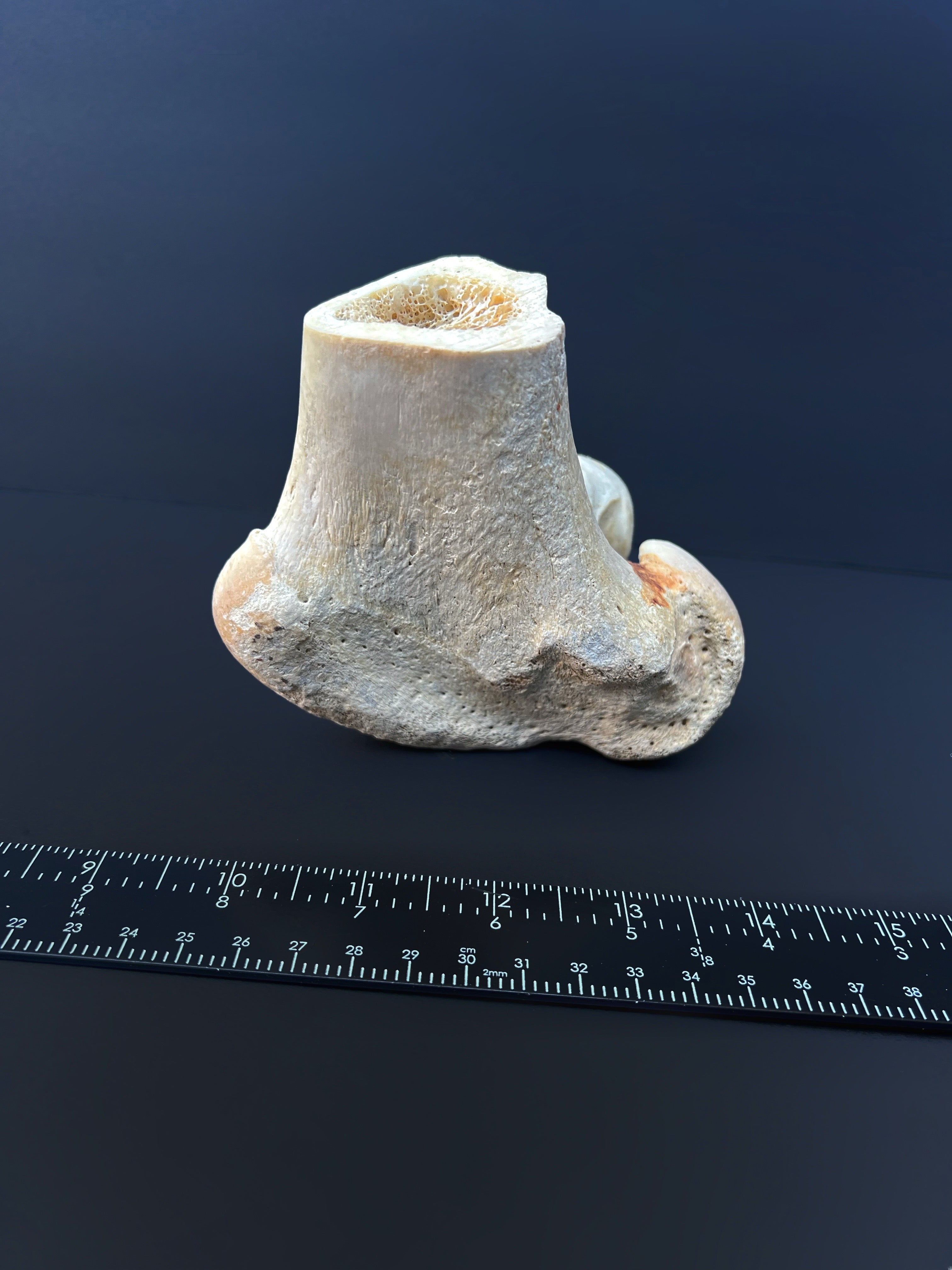 Distal Femur – Anatomical Joint Specimen