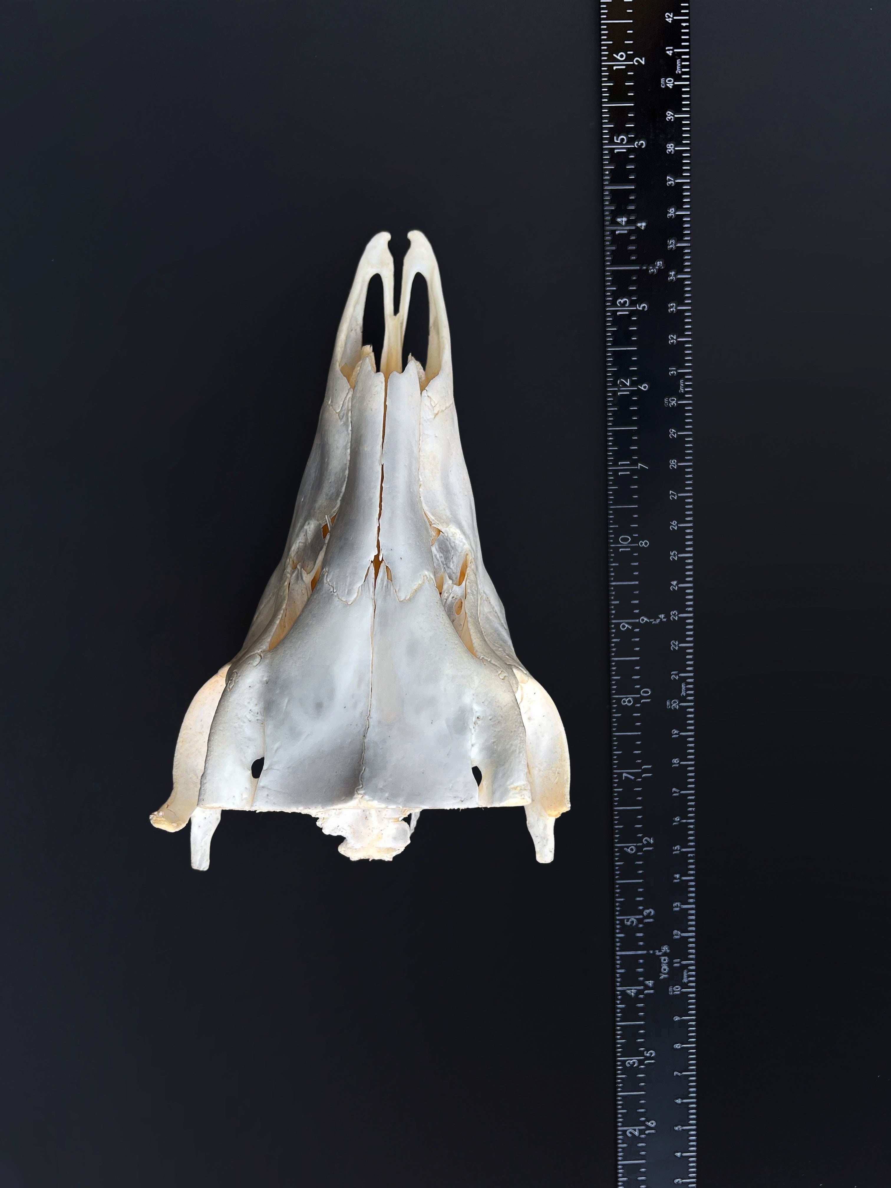 Cut Deer Skull - Cleaned Bone Specimen