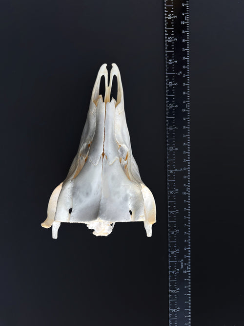 Cut Deer Skull - Cleaned Bone Specimen