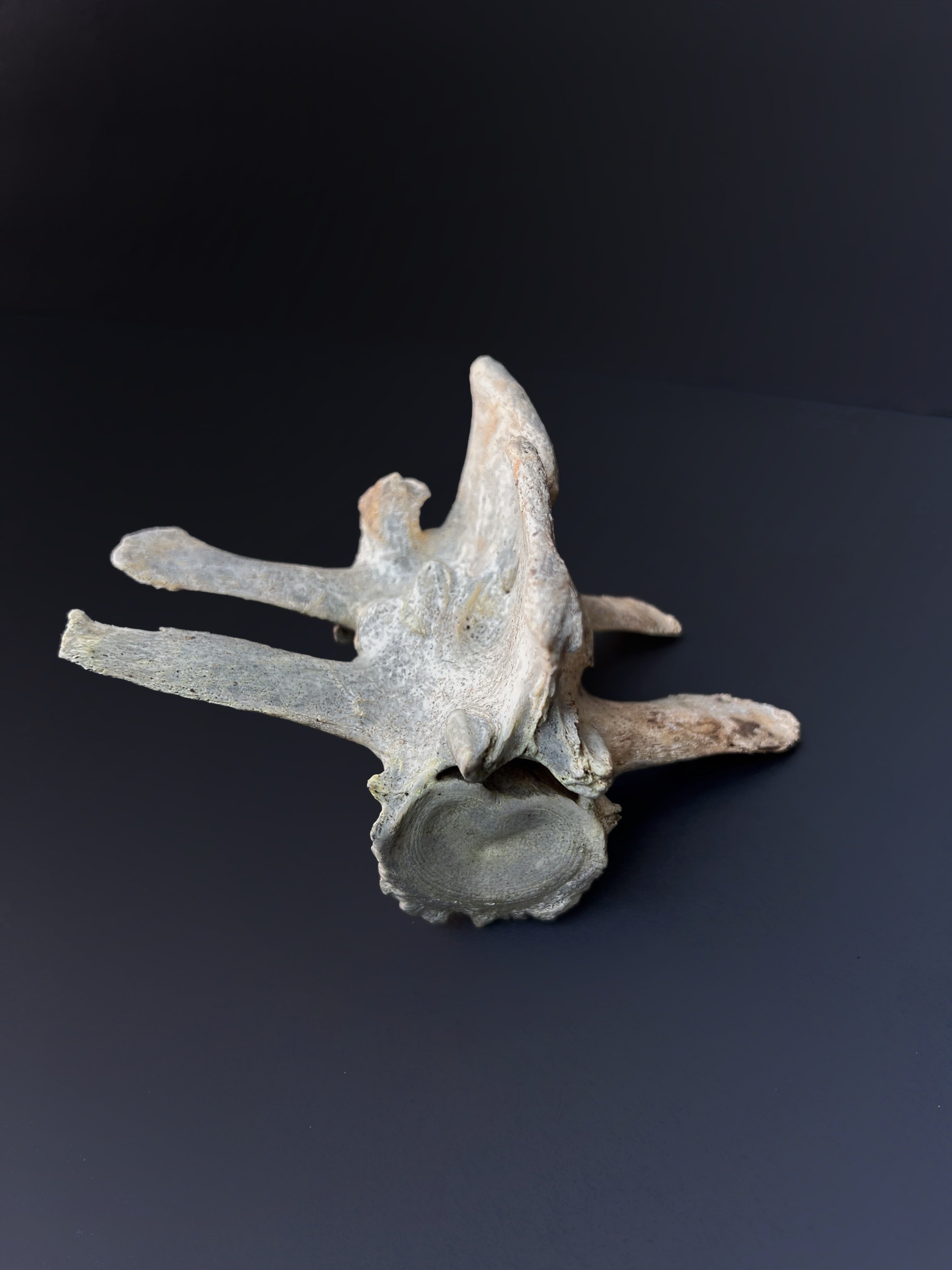 Fused Thoracic Vertebrae - Natural Bone Specimen