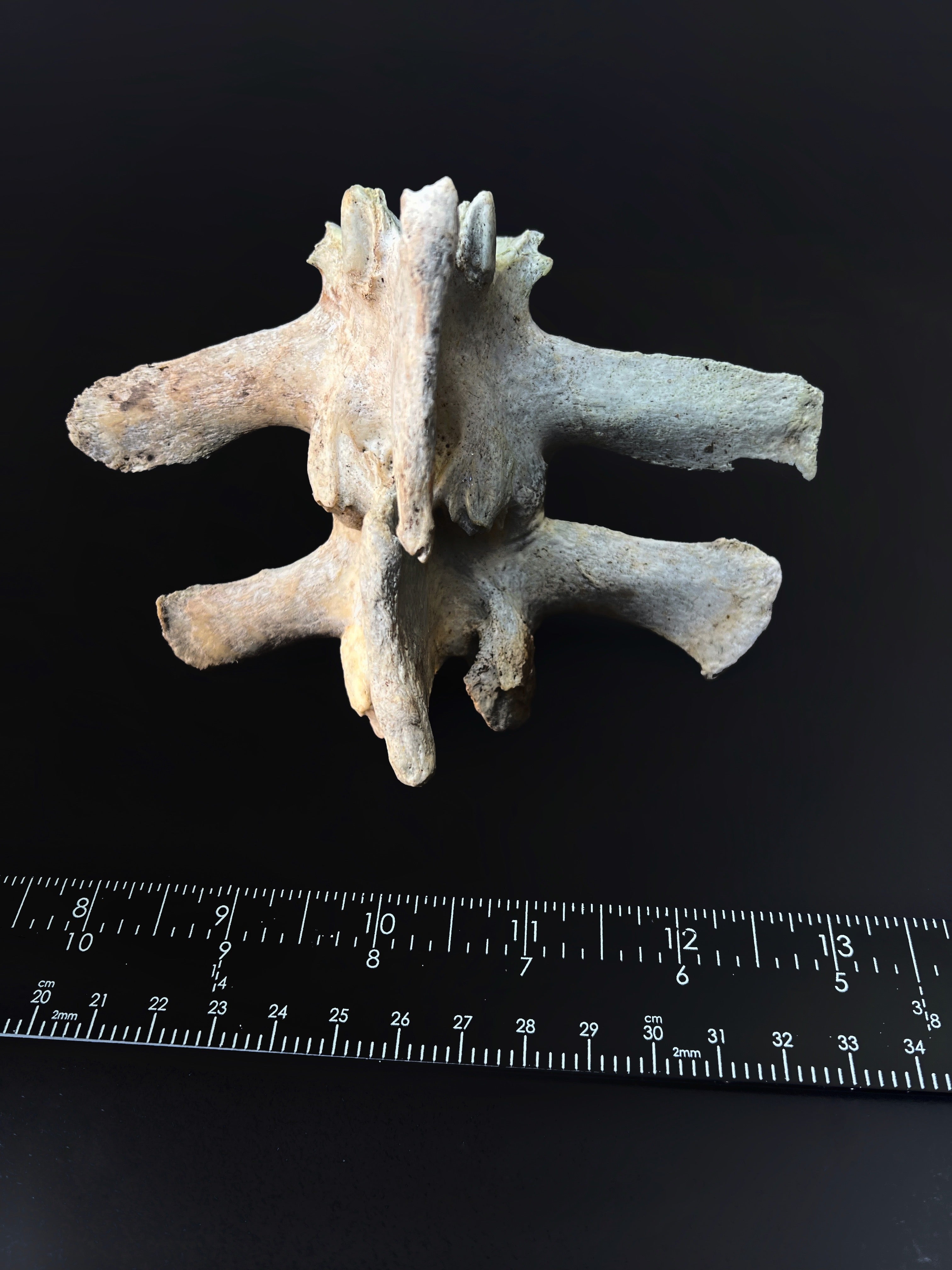Fused Thoracic Vertebrae - Natural Bone Specimen