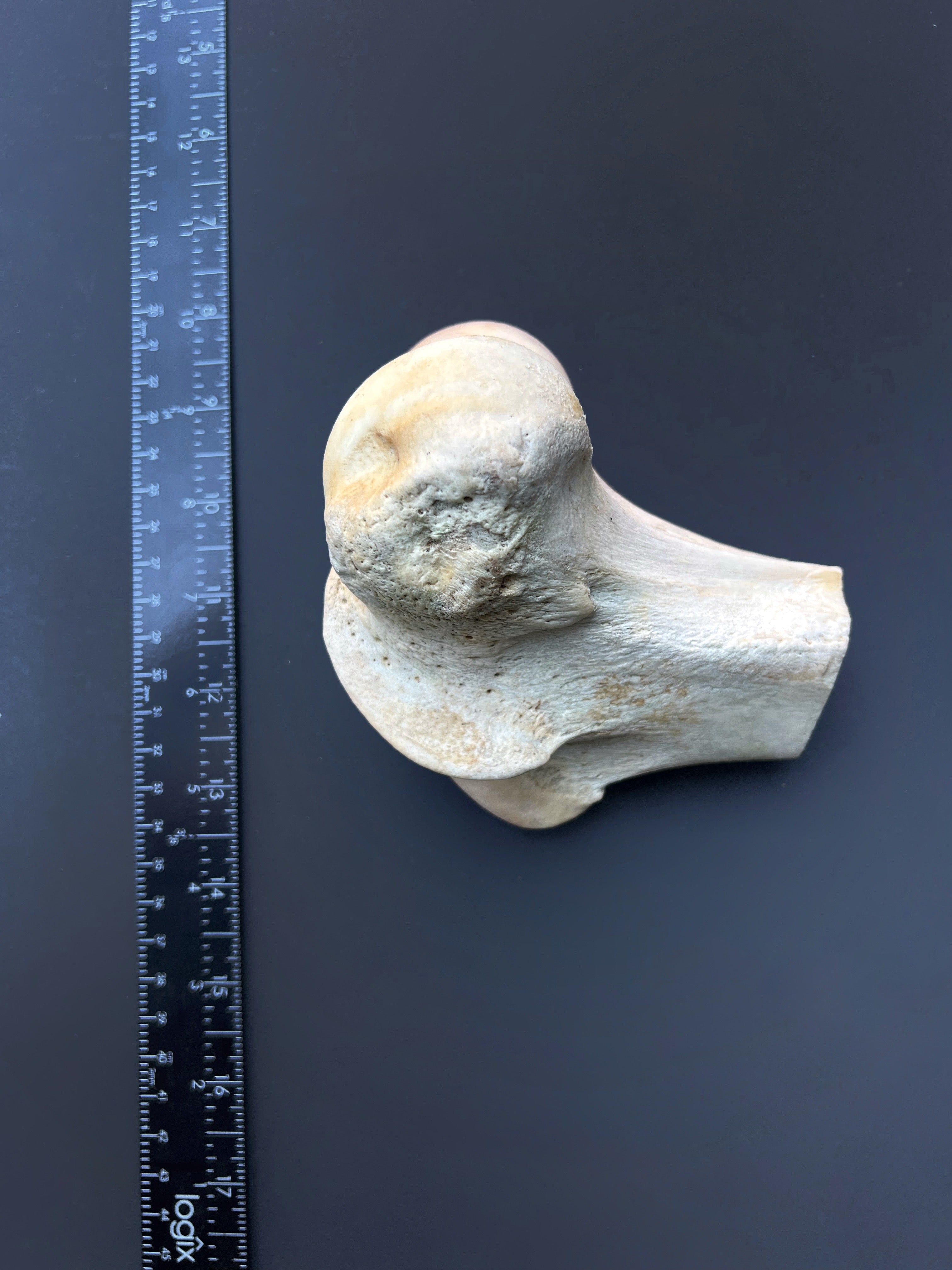 Distal Femur – Anatomical Joint Specimen