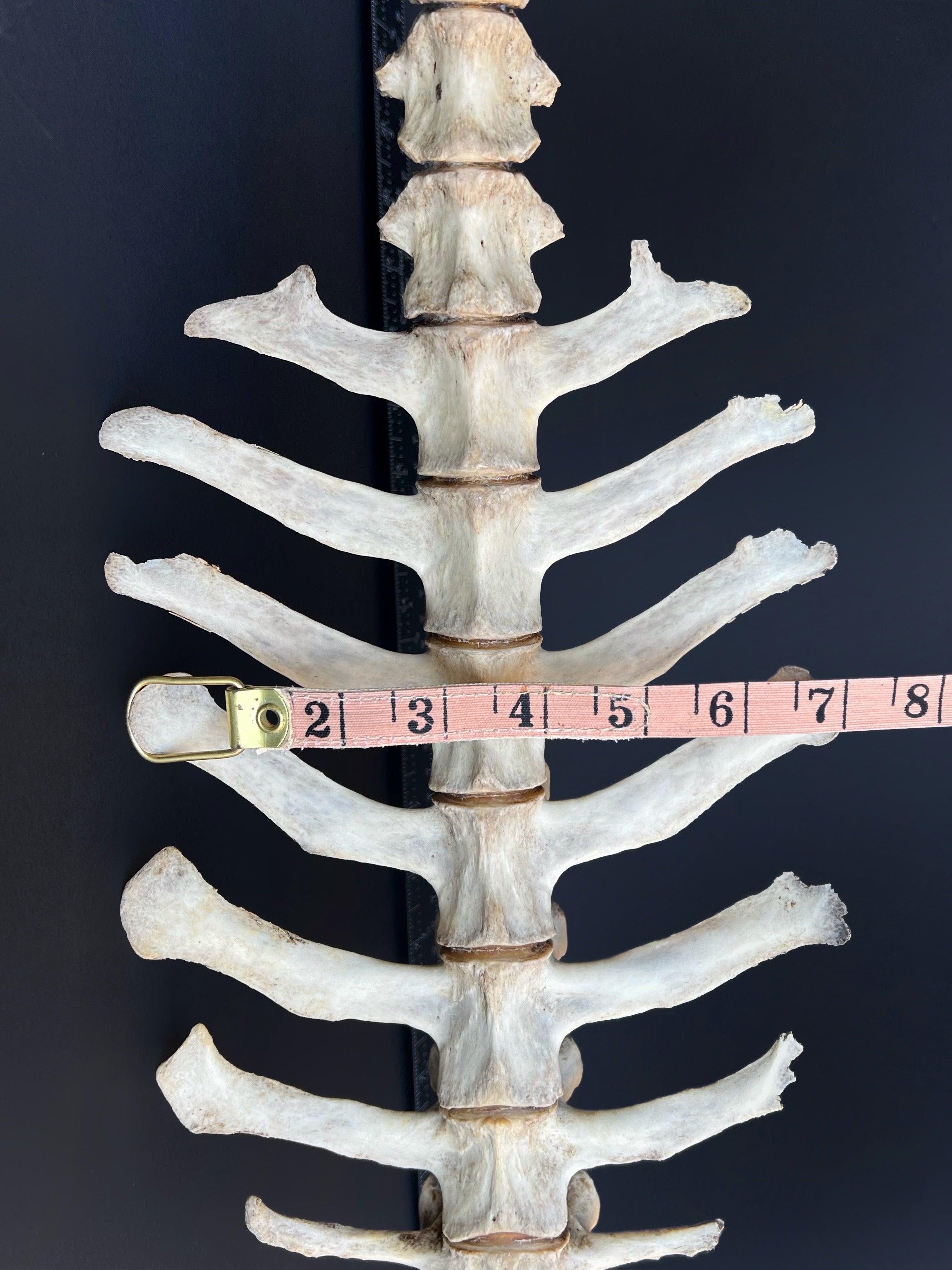 Thoracic Vertebrae & Rib Section – Natural Bone Specimen