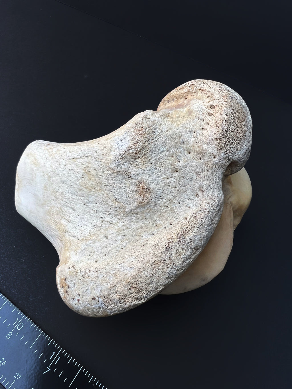 Distal Femur – Anatomical Joint Specimen