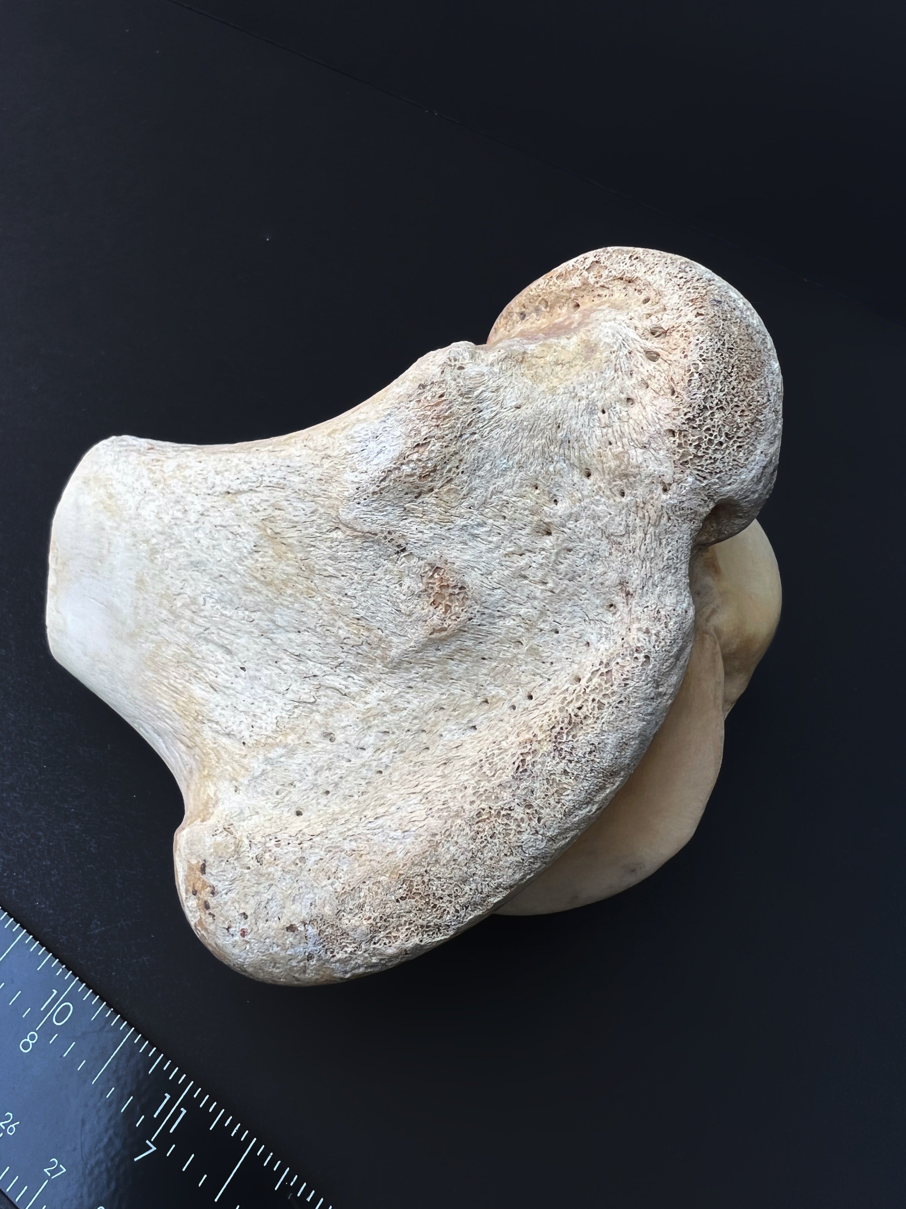 Distal Femur – Anatomical Joint Specimen