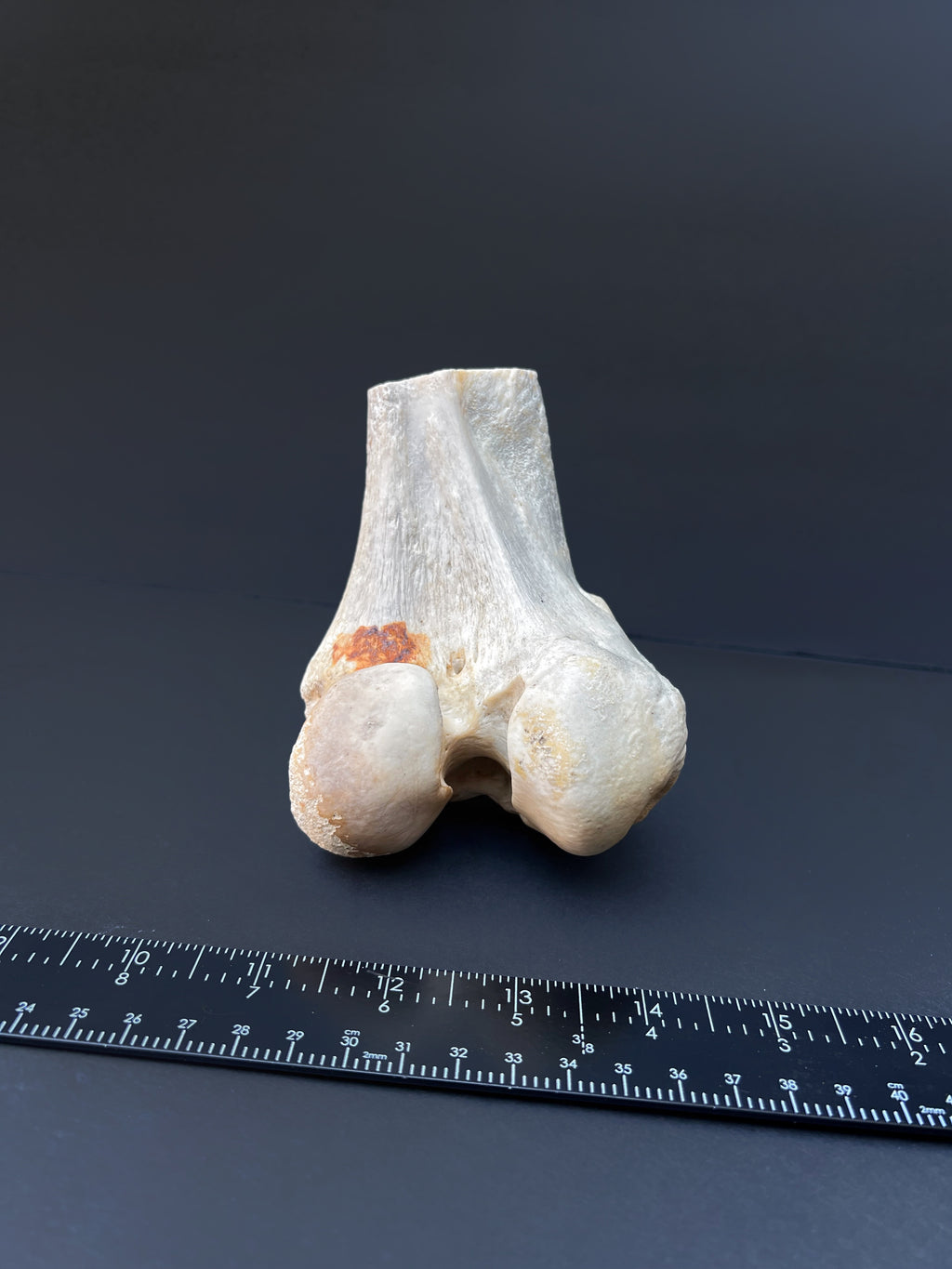 Distal Femur – Anatomical Joint Specimen