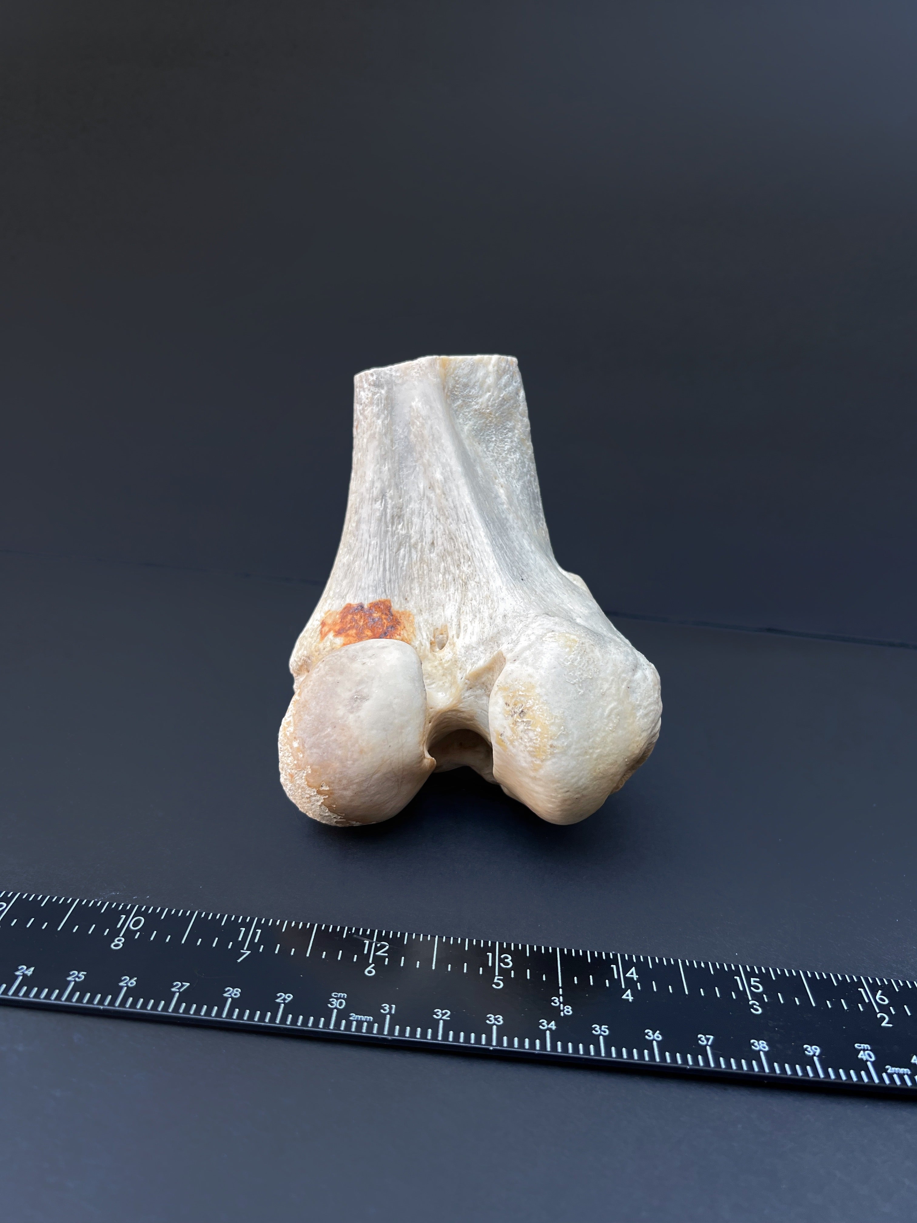 Distal Femur – Anatomical Joint Specimen