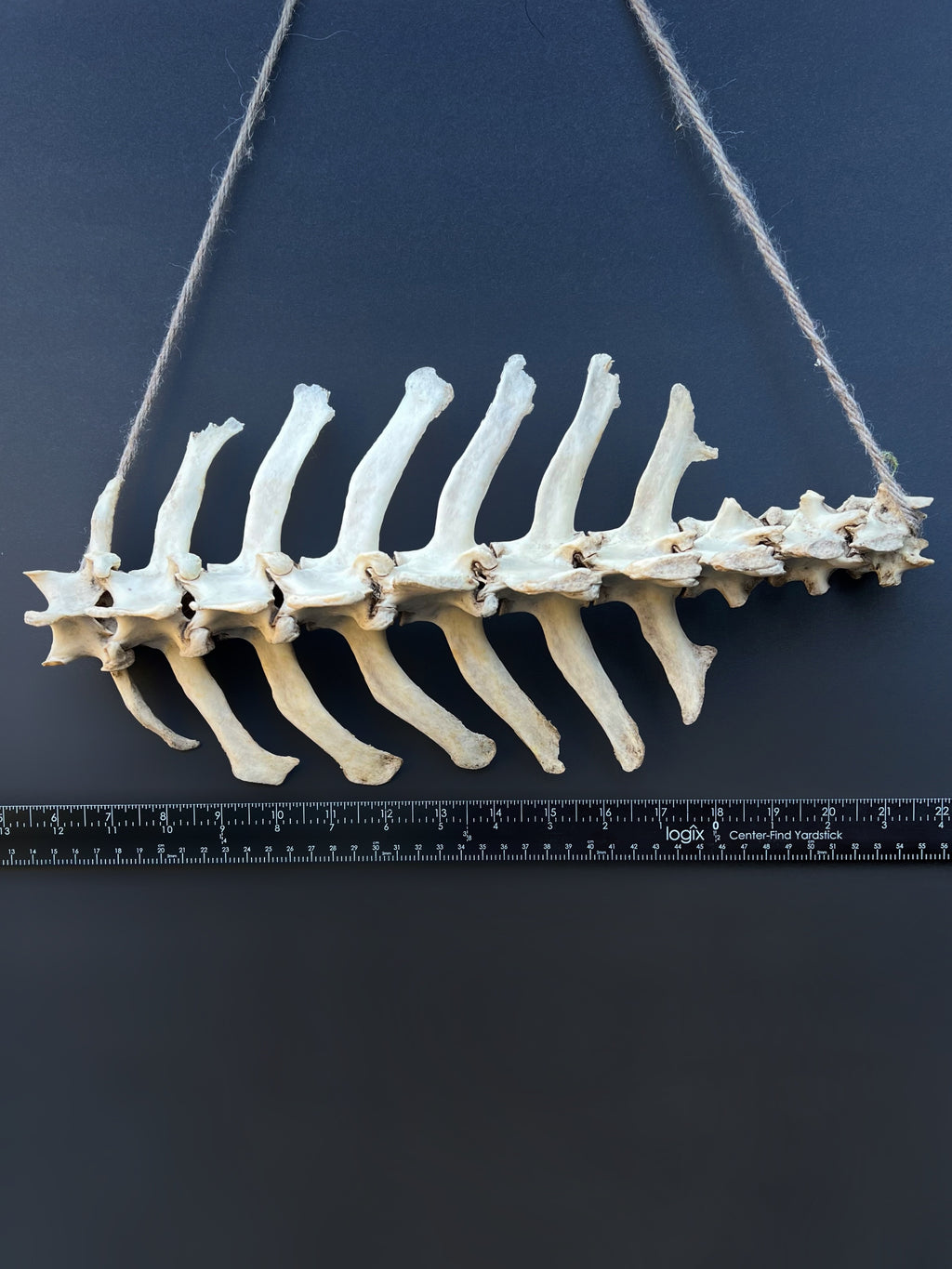 Thoracic Vertebrae & Rib Section – Natural Bone Specimen