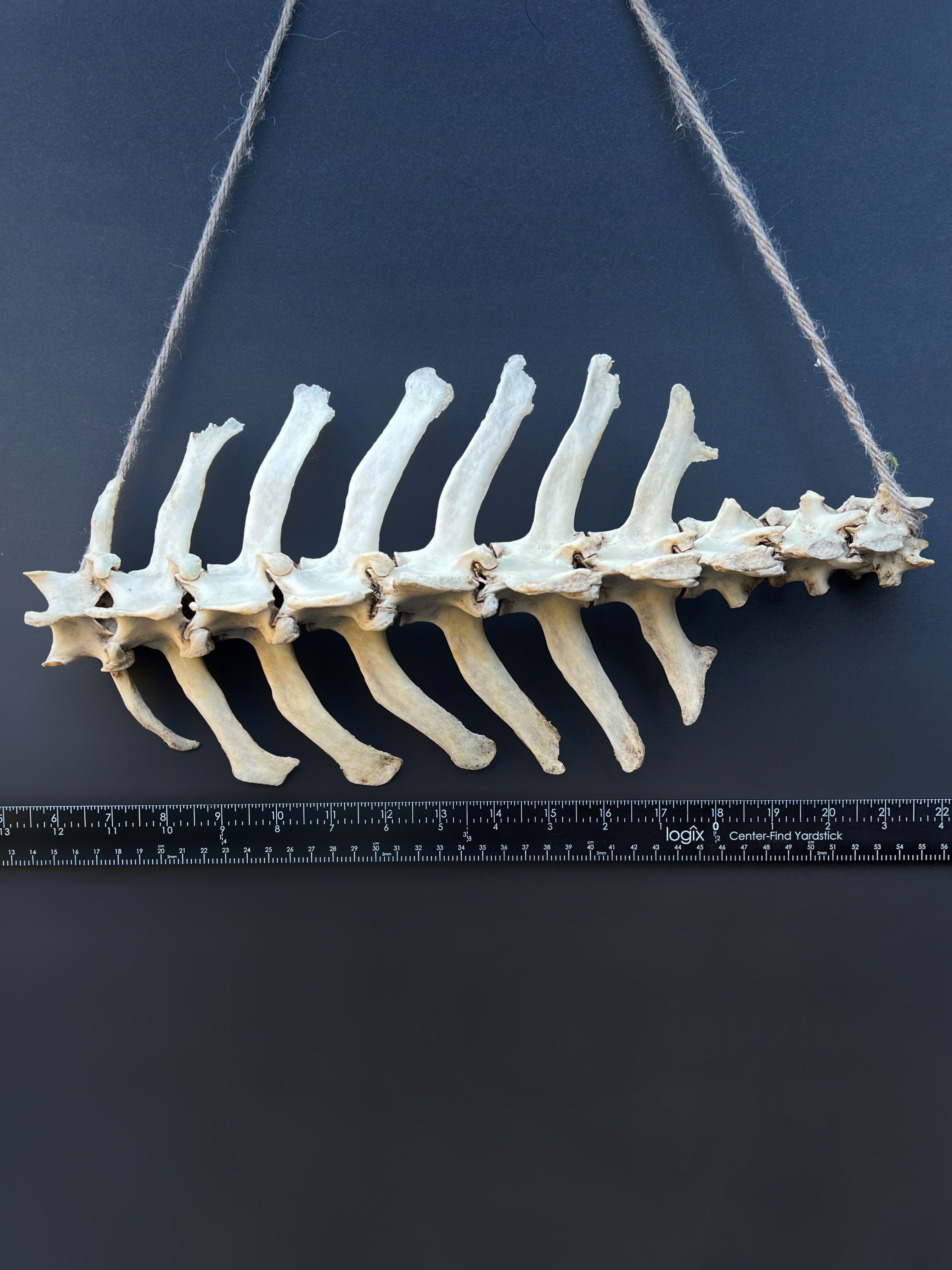 Thoracic Vertebrae & Rib Section – Natural Bone Specimen