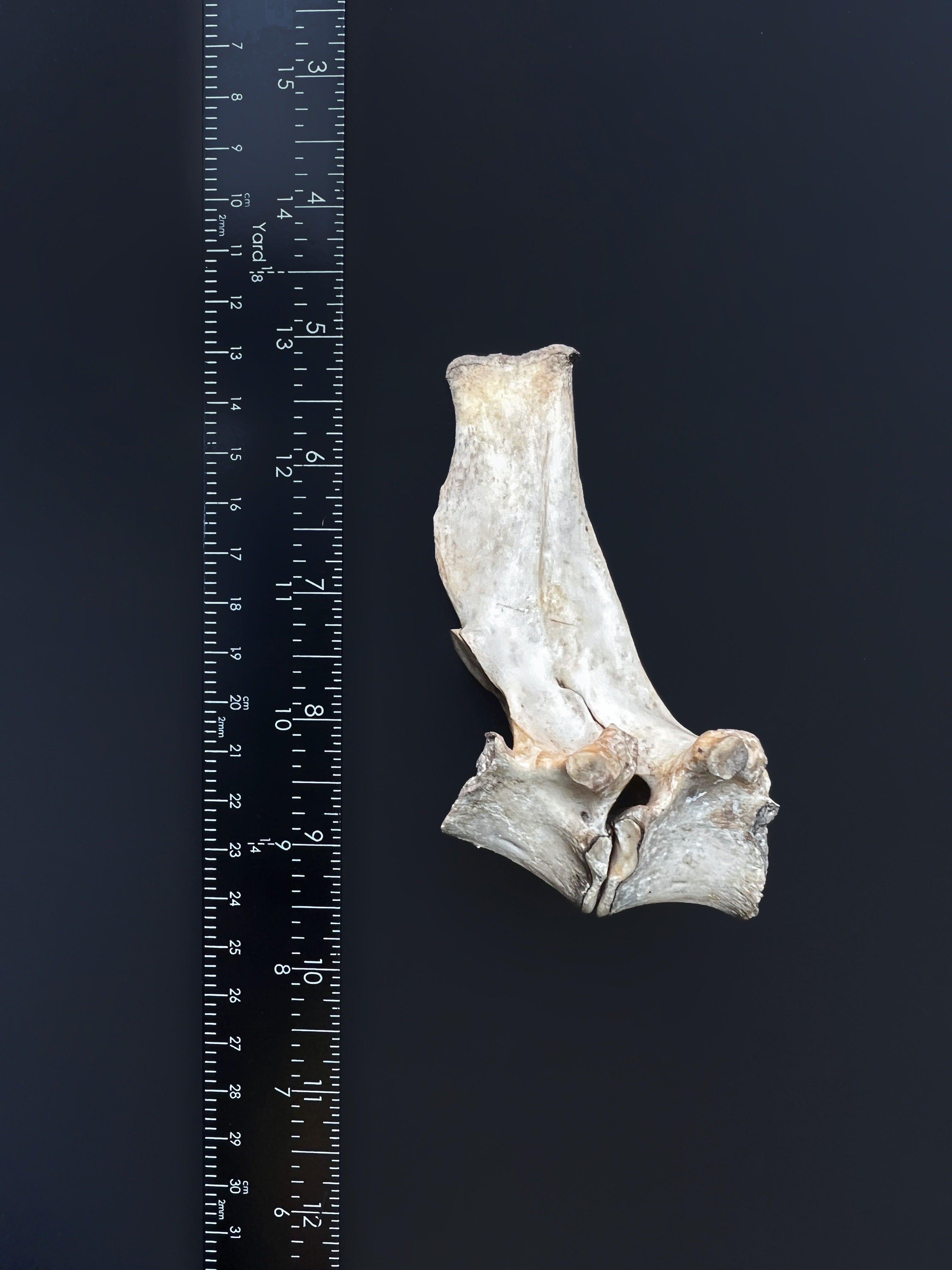 Fused Lumbar Vertebrae - Natural Bone Specimen