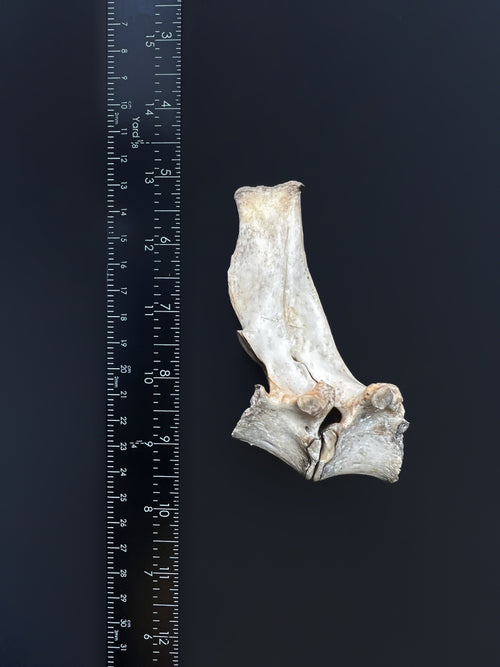 Fused Lumbar Vertebrae - Natural Bone Specimen