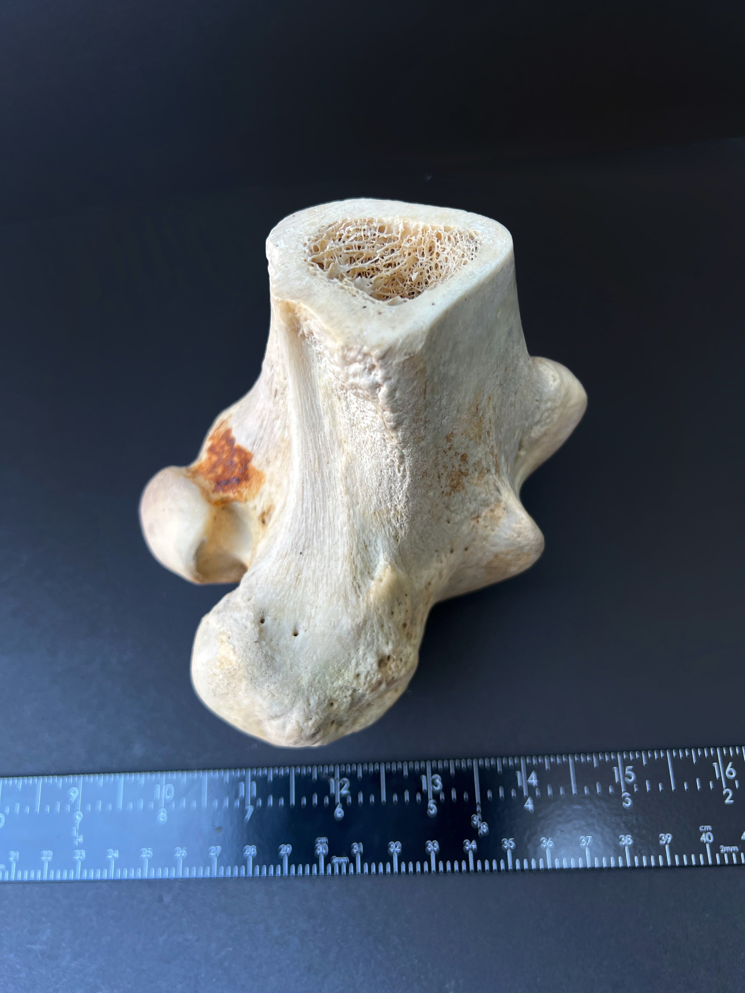 Distal Femur – Anatomical Joint Specimen